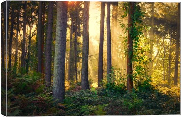 Looking into the mysterious forest Canvas Print by Simon Marlow