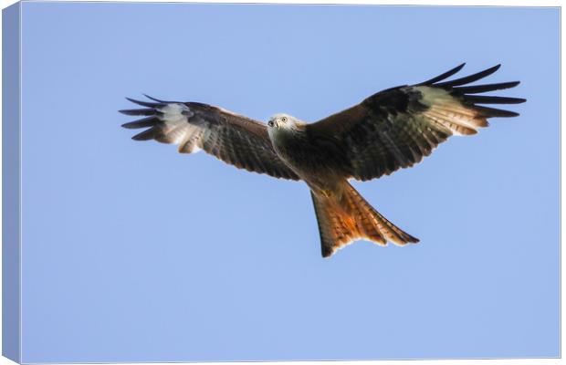 Majestic Red Kite Soaring Canvas Print by Simon Marlow