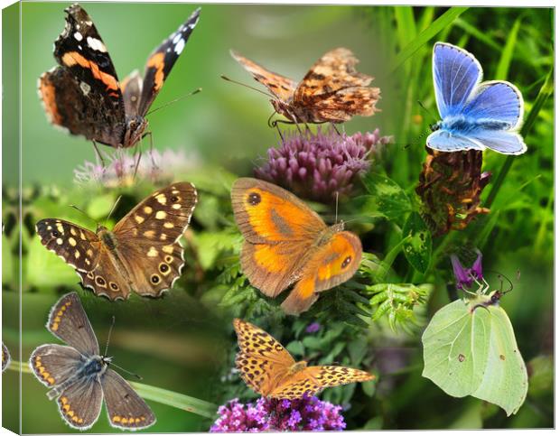 British Butterflies A Flurry of Color and Beauty Canvas Print by Simon Marlow