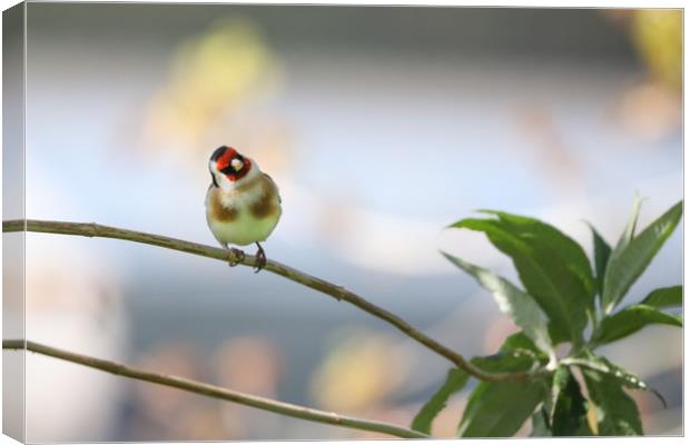 Captivating Goldfinch Perched on Branch Canvas Print by Simon Marlow