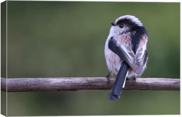 Cute little Long Tailed Tit on a branch Canvas Print by Simon Marlow