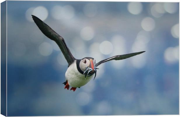 Majestic Puffin Hunting for Sandeels Canvas Print by Simon Marlow