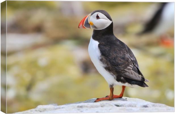 Atlantic puffin on the rocks Canvas Print by Simon Marlow