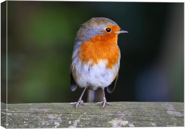 Cute little Robin Redbreast sat on a post Canvas Print by Simon Marlow