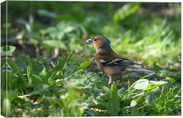 Majestic Chaffinch in Spring Meadow Canvas Print by Simon Marlow