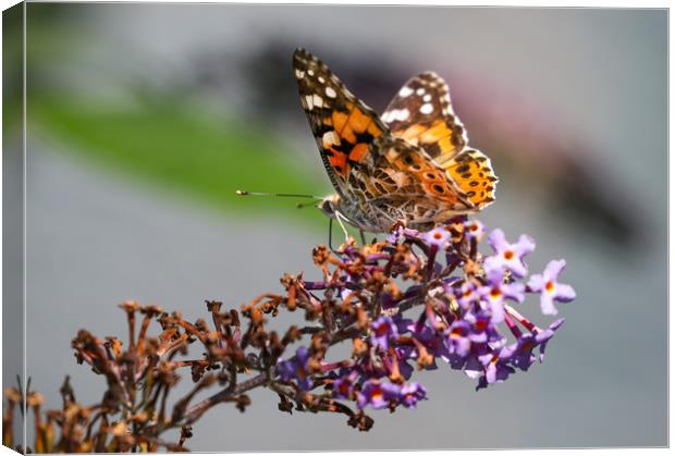 The Vibrant Beauty of the Painted Lady Butterfly Canvas Print by Simon Marlow