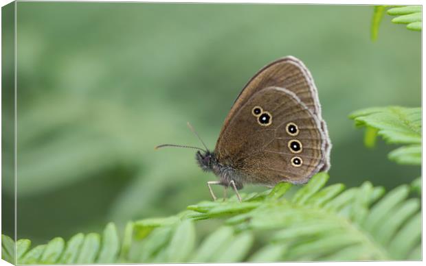 Graceful Meadow Brown Butterfly Canvas Print by Simon Marlow