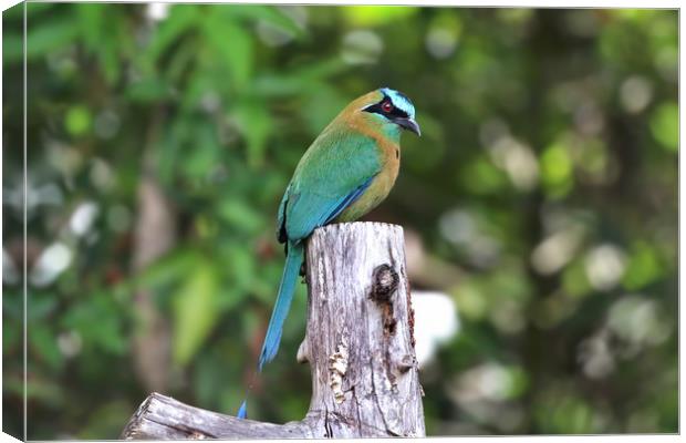 Blue Crowned MotMot of Costa Rica Canvas Print by Simon Marlow
