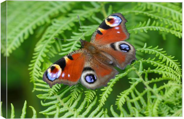 Majestic Peacock Butterfly Canvas Print by Simon Marlow