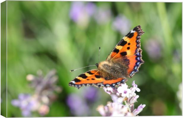 Vibrant Nymphalis Butterfly Canvas Print by Simon Marlow