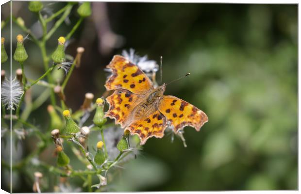 Comma Butterfly Canvas Print by Simon Marlow