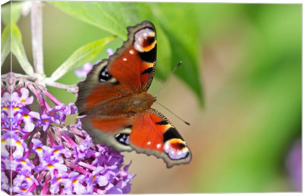 Beautiful vibrant Peacock Butterfly Canvas Print by Simon Marlow