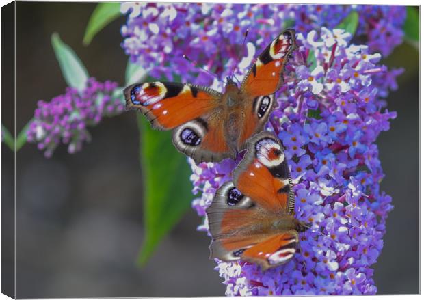 Majestic Peacock Butterflies Dance on Buddleia Canvas Print by Simon Marlow