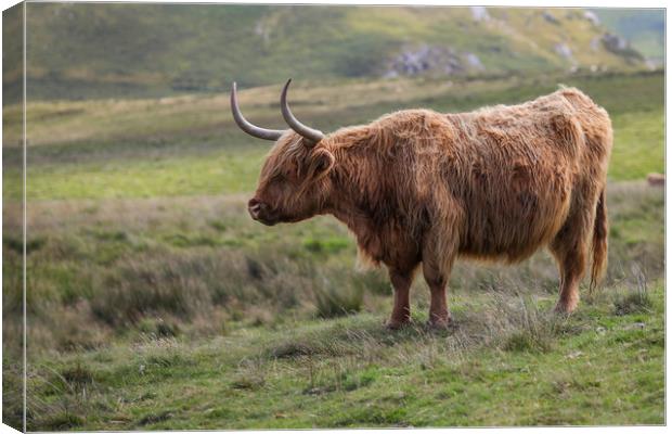 Highland Cow in the Black Mountains, Wales Canvas Print by Simon Marlow