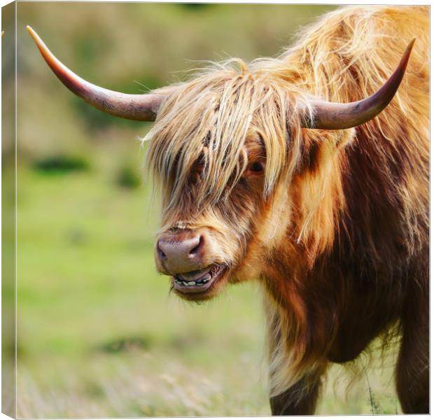 Majestic Highland Cow Grazing Canvas Print by Simon Marlow