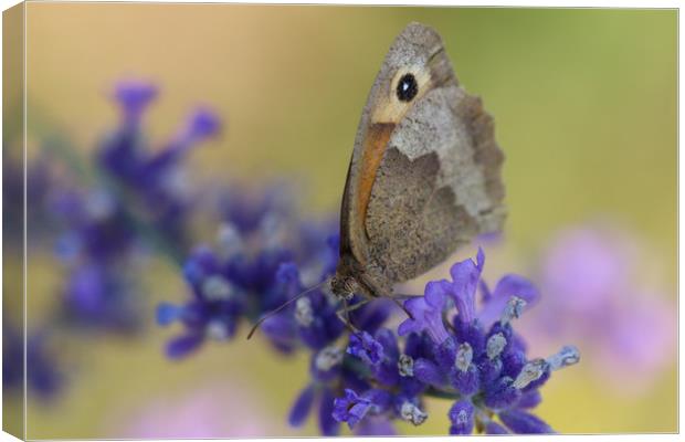 Closeup of a Gatekeeper Butterfly Canvas Print by Simon Marlow