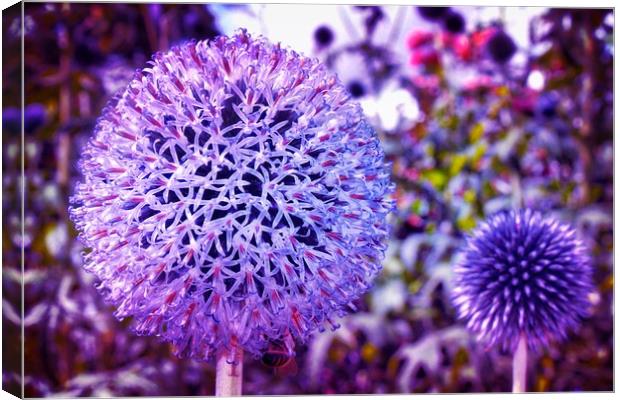Beautiful Globe Thistle Flowers Canvas Print by Simon Marlow