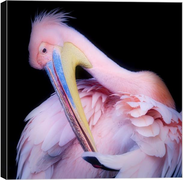 Pink Backed Pelican preening itself Canvas Print by Simon Marlow