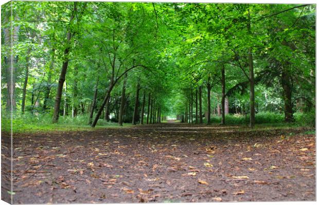 Majestic Pathway Through Lush Trees Canvas Print by Simon Marlow