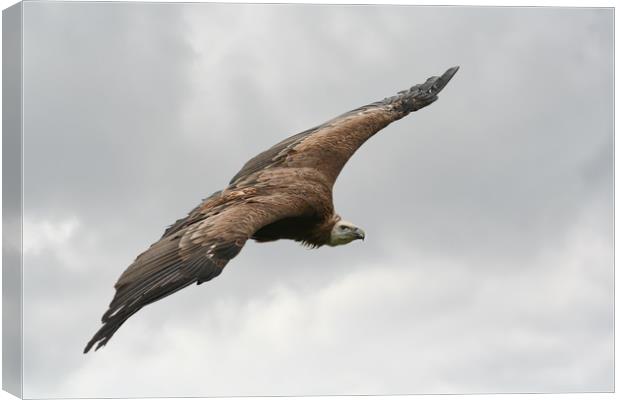 Large Griffin Vulture in flight Canvas Print by Simon Marlow