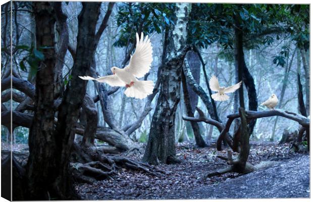 Doves in the dark forest Canvas Print by Simon Marlow