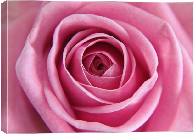 Close up of a Pink Rose Canvas Print by Simon Marlow