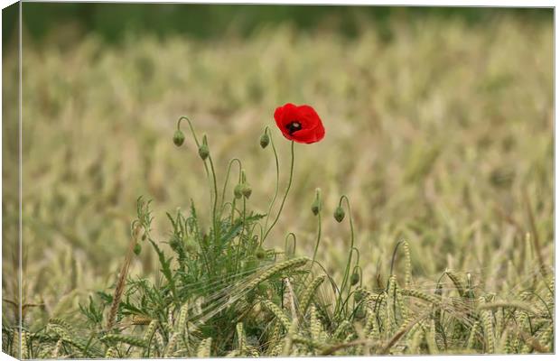 Vibrant Poppy in a Serene Field Canvas Print by Simon Marlow