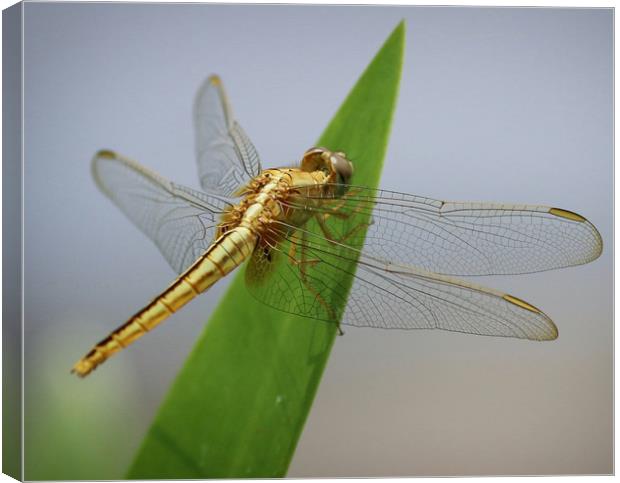 Beautiful Dragonfly from Vietnam Canvas Print by Simon Marlow