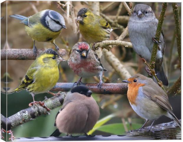 Symphony of British Garden Birds Canvas Print by Simon Marlow