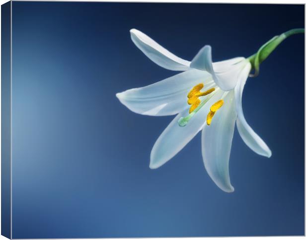 Single Lily against a striking background Canvas Print by Simon Marlow