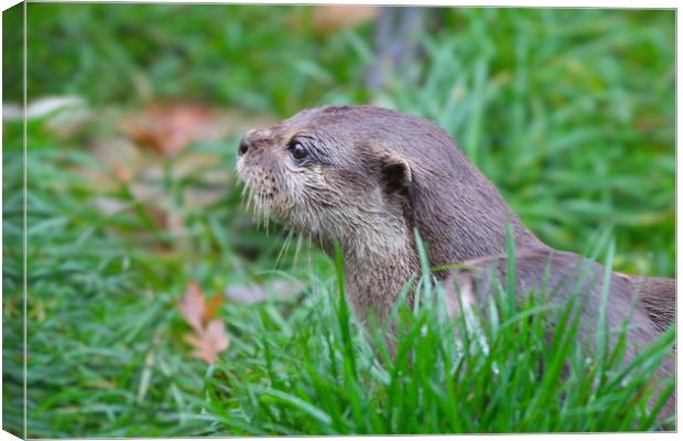 Portrait on an Otter in the grass Canvas Print by Simon Marlow