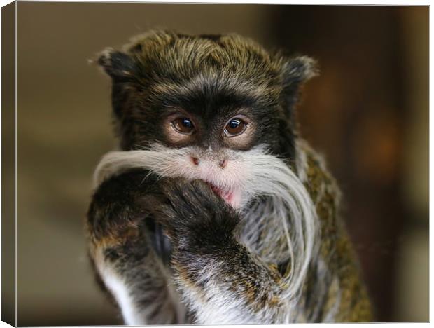 Young Emperor Tamarin Monkey Canvas Print by Simon Marlow