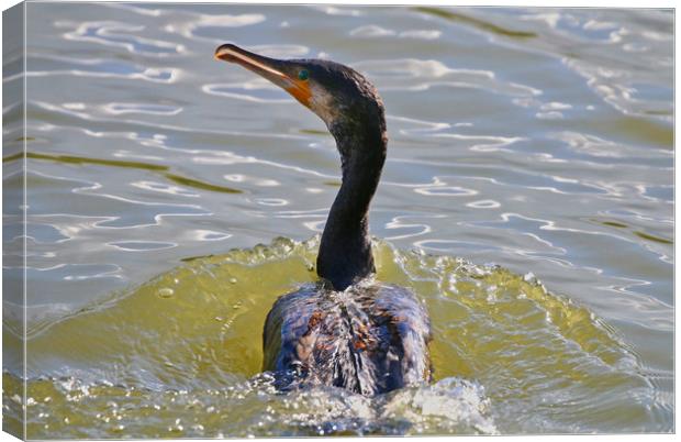 Close up of a Cormorant swimming through the water Canvas Print by Simon Marlow