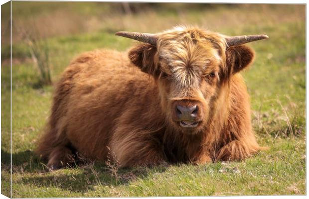 Young Highland Cow in the Black Mountains, Wales Canvas Print by Simon Marlow