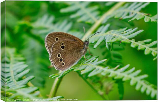 Meadow Brown Butterfly Canvas Print by Simon Marlow