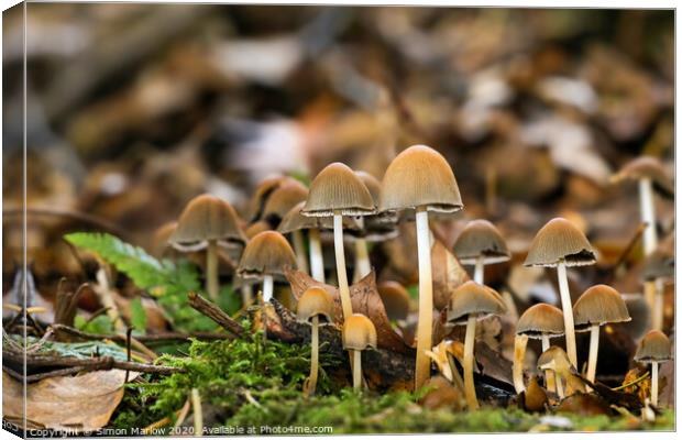 Enchanting Autumn Fungi Canvas Print by Simon Marlow