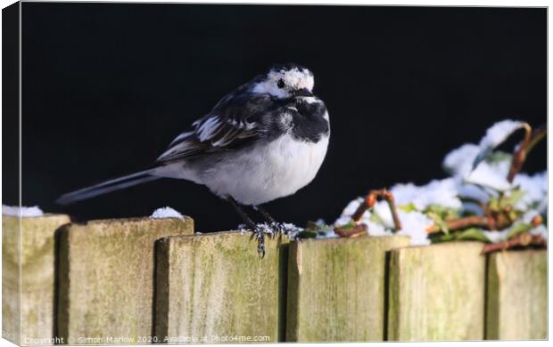 Pied Wagtail in the winter snow Canvas Print by Simon Marlow