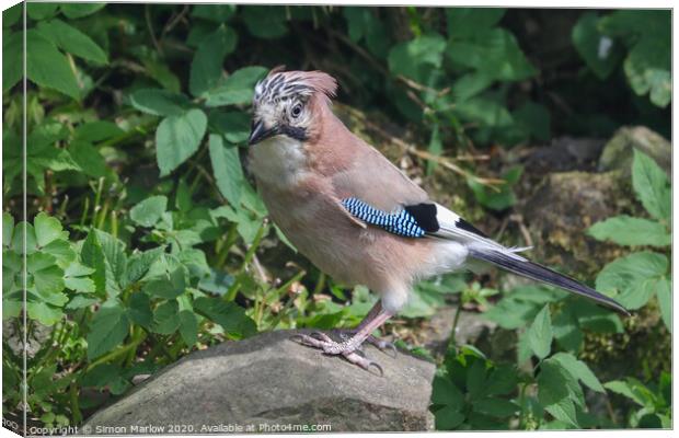 A Jay perched on a rock Canvas Print by Simon Marlow