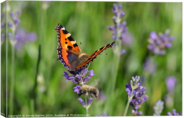The Graceful Dance of a Tortoiseshell Butterfly Canvas Print by Simon Marlow