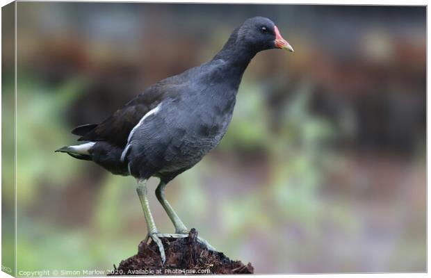 Beautiful close up of a Moorhen Canvas Print by Simon Marlow