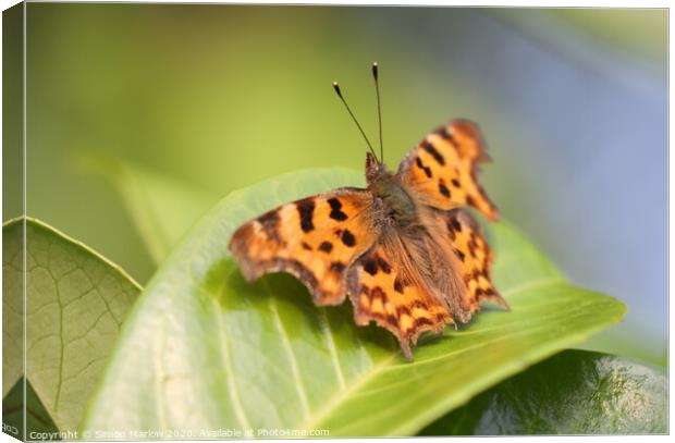 The Vivid Beauty of a Comma Butterfly Canvas Print by Simon Marlow