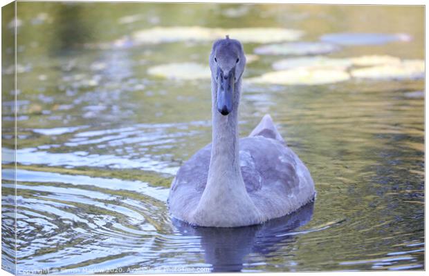 Graceful Cygnet Swimming Closer Canvas Print by Simon Marlow