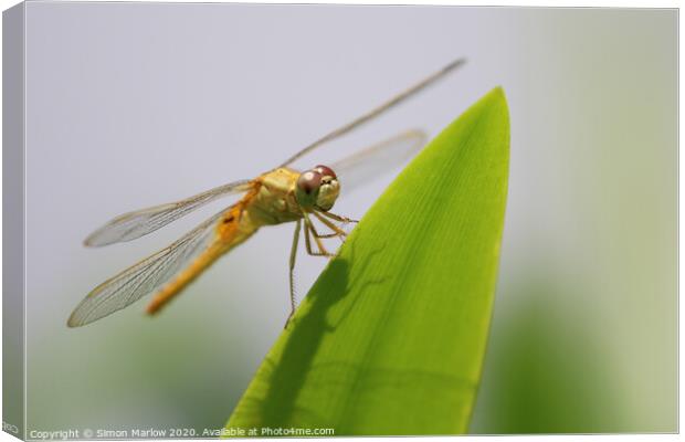 Orange Dragonfly of Vietnam Canvas Print by Simon Marlow