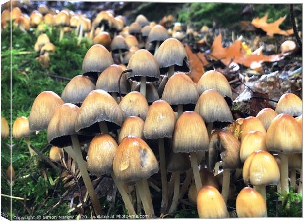 Autumn Fungi in the forest Canvas Print by Simon Marlow