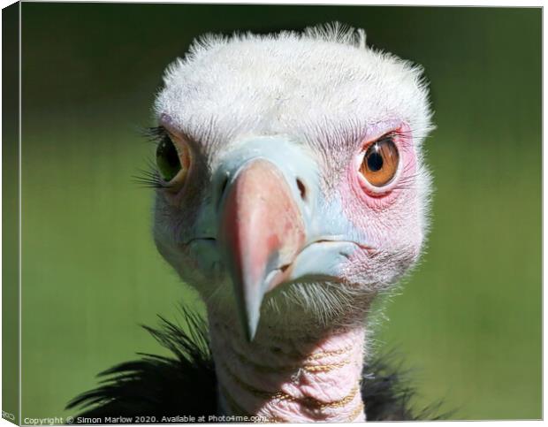 A portrait of a young Vulture Canvas Print by Simon Marlow