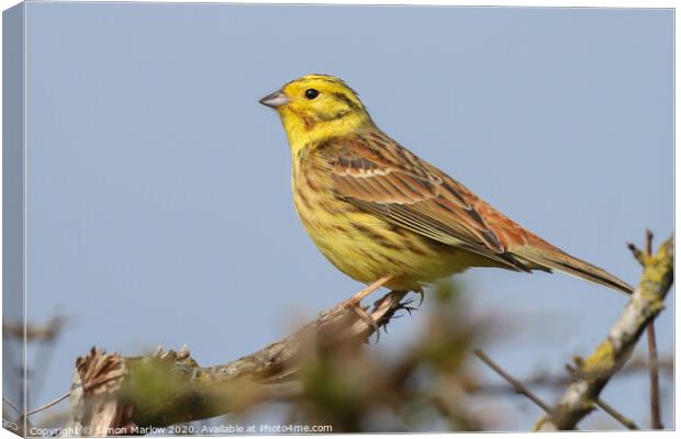 The beautiful colours and texture of a YellowHamme Canvas Print by Simon Marlow