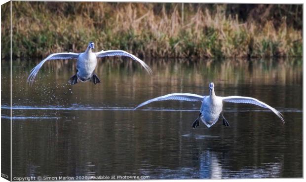 A pair of majestic Swans coming into land Canvas Print by Simon Marlow
