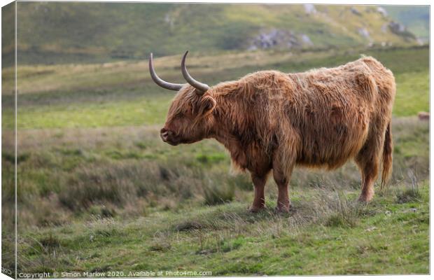 A Highland Cow high up in the Black Mountains, Wales Canvas Print by Simon Marlow