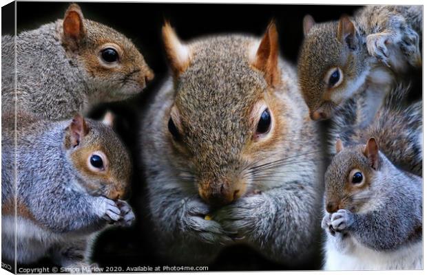 Composition of Grey Squirrels Canvas Print by Simon Marlow