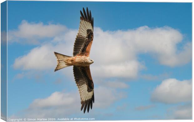 Majestic Red Kite in Flight Canvas Print by Simon Marlow